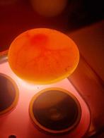 Grasparkieten  ei!, Meerdere dieren, Parkiet, Tam