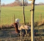 Alpaca mest, Ophalen