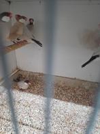 4 koppels rijst vogels mokka ., Dieren en Toebehoren, Vogels | Overige Vogels, Meerdere dieren