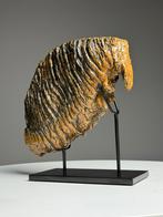 Wolharige mammoet tand op standaard, Ophalen, Fossiel