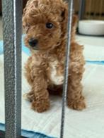 Toypoedel, Dieren en Toebehoren, Honden | Chihuahua's en Gezelschapshonden, Poedel, Rabiës (hondsdolheid), 8 tot 15 weken, Meerdere