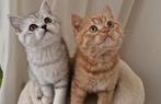 Britse korthaar kittens, Dieren en Toebehoren, Katten en Kittens | Raskatten | Korthaar, Meerdere dieren, Ontwormd, 0 tot 2 jaar