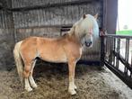 Haflinger hengst Anthony vd Wortel, Dieren en Toebehoren, Pony's, Hengst, E pony (1.48m - 1.57m), Gechipt, 11 jaar of ouder