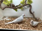 Koppel DF witstuit pastel diamantduiven, Meerdere dieren, Tropenvogel, Geringd