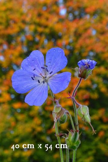 De geheele opbrengst is voor BraadNodig Tilburg  beschikbaar voor biedingen