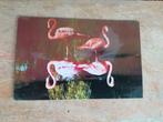 Rotterdam  - Diergaarde Blijdorp  /  Rode Flamingo's, Verzenden, Ongelopen, Zuid-Holland