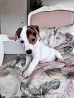 Lieve Jack Russell pup zoekt zorgzaam baasje!, Dieren en Toebehoren, Honden | Jack Russells en Terriërs, Rabiës (hondsdolheid)