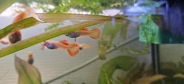 Red lace albino guppen raszuiver  beschikbaar voor biedingen
