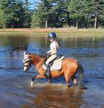 A pony, Dieren en Toebehoren, Pony's, B, A pony (tot 1.17m), 11 jaar of ouder, Recreatiepony