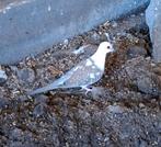 Bonte diamantduifjes 2025, Dieren en Toebehoren, Vogels | Duiven, Meerdere dieren, Overige soorten