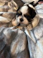Shih Tzu mix Shi Poo pups, Overige rassen, CDV (hondenziekte), 8 tot 15 weken, Meerdere