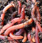60🐯🪱 Tijgerwormen Eisenia Fetida compostwormen wormenhotel, Tuin en Terras, Aarde en Mest, Ophalen, Tuinaarde