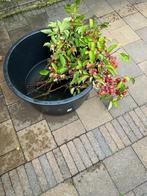 takken, Tuin en Terras, Vaste plant, Halfschaduw, Lente, Ophalen