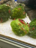 Red Sakura Garnalen (Neocaridina Davidi Sakura Red), Kreeft, Krab of Garnaal, Schoolvis