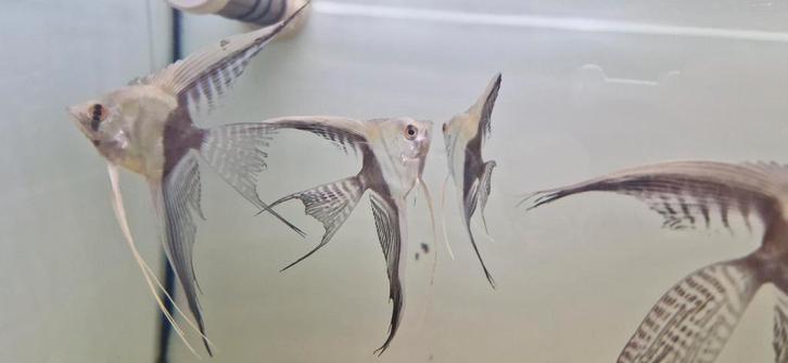 6x F1 pterophyllum bicolor longfin maanvis, Dieren en Toebehoren, Vissen | Aquariumvissen, Vis