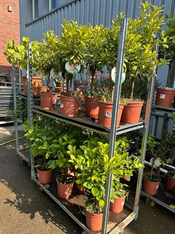 6 x Kumquat 6 x calimondin 6 x citroen. 18 planten beschikbaar voor biedingen