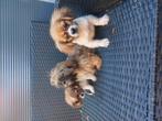 Boomer pups geboren 19-5-2025, Overige rassen, Meerdere, Meerdere dieren, Nederland