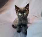 Kittens - 8 wkn - zwart katertje - lief en speels, Meerdere dieren, Kortharig, 0 tot 2 jaar