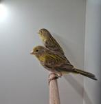 Agaat gele kanaries - mannen, Dieren en Toebehoren, Vogels | Kanaries, Mannelijk, Kleurkanarie