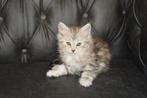 Syberische kittens beschikbaar, Dieren en Toebehoren, Gechipt, Meerdere dieren, 0 tot 2 jaar