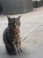 Leuke kater zoekt een lief huisje, Kater, Kortharig, 3 tot 5 jaar