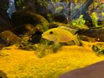 Te koop: koppel volwassen Chromidotilapia guntheri, Vis, Zoetwatervis