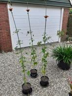 Leeuwenoor, Leonotis leonurus, Volle zon, Vaste plant, Zomer, Ophalen