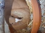 Koppel gele postduiven, Meerdere dieren, Postduif
