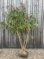 Heptacodium zevenzonenboom meerstam leverbaar tot 300 cm, Tuin en Terras, Ophalen, Overige soorten, Struik, 100 tot 250 cm