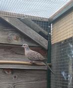 Kleine parelhals tortel, Dieren en Toebehoren, Vogels | Duiven, Vrouwelijk