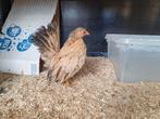 Nog 3 Serama's, Dieren en Toebehoren, Meerdere dieren, Kip