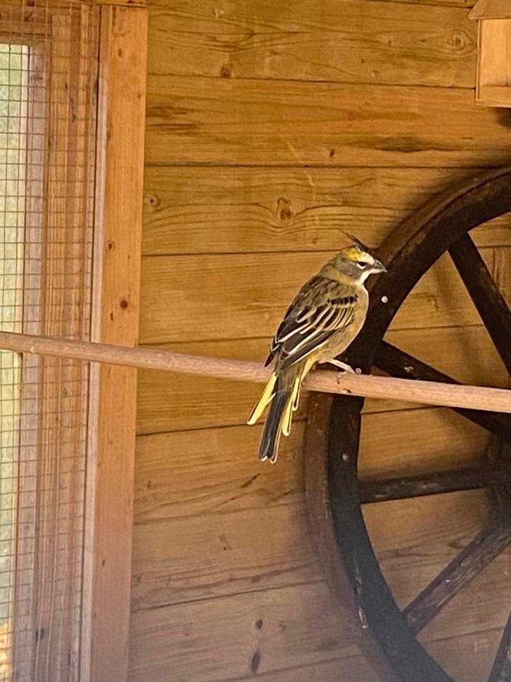Groene kardinaal pop 2024, Dieren en Toebehoren, Vogels | Overige Vogels, Vrouwelijk, Geringd
