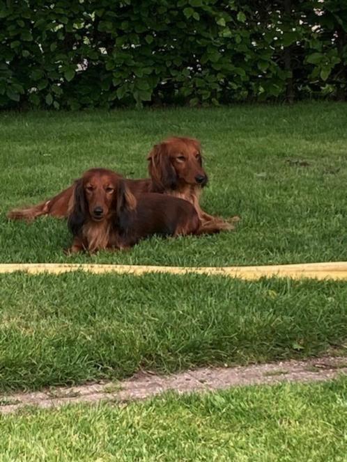 langhaar teckel pups, Dieren en Toebehoren, Honden | Teckels en Dashonden, Meerdere dieren, Langhaar, Standaard, Particulier, Meerdere