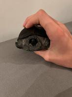 Gratis Chinese driekiel schildpad  (Mauremys Reevesii), Dieren en Toebehoren, Reptielen en Amfibieën, Schildpad, 0 tot 2 jaar