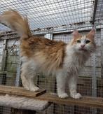 Noorseboskat, Dieren en Toebehoren, Poes, Gechipt, 3 tot 5 jaar