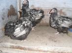 t.k. trio Orpington groot zilver zwart kuikens, Dieren en Toebehoren, Meerdere dieren, Kip