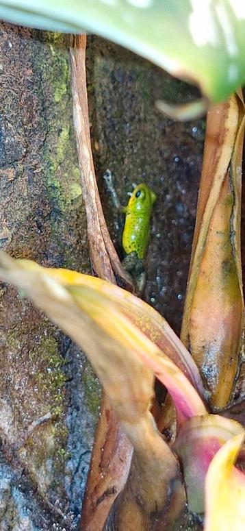 Pumilio popa  beschikbaar voor biedingen