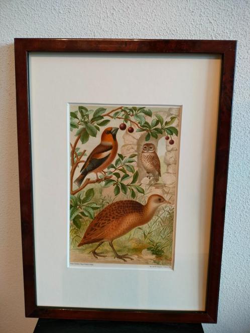 Chromolitho Litho A. Haase Praag Vogels Vogel Birds 1888, Antiek en Kunst, Kunst | Litho's en Zeefdrukken, Ophalen of Verzenden