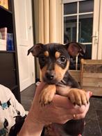 Jack Russell pups Black and Tan puppys, Dieren en Toebehoren, Honden | Niet-rashonden, 8 tot 15 weken, CDV (hondenziekte), Meerdere