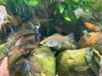 Koper kleurige mollies, Dieren en Toebehoren, Vissen | Aquariumvissen, Vis