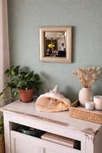 Grote Lambis chiragra schelp (Spider Conch), Ophalen, Schelp(en)