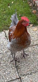 Haan, Dieren en Toebehoren, Pluimvee, Mannelijk, Kip