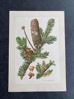 9 prenten bomen/naaldbomen samen  18 euro oa taxus, Ophalen of Verzenden, Natuur en Biologie