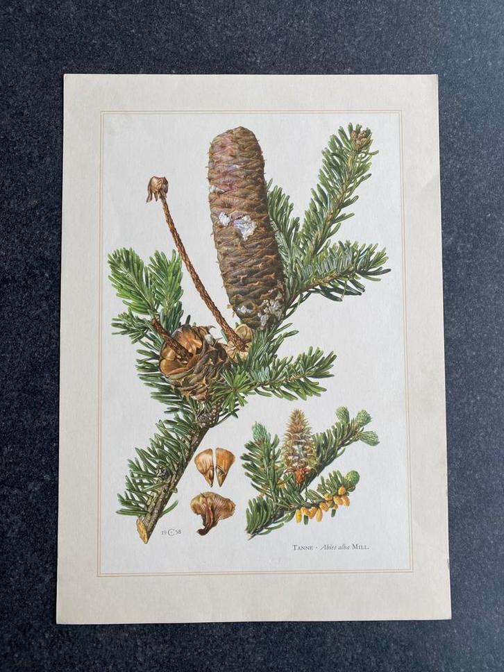 9 prenten bomen/naaldbomen samen  18 euro oa taxus, Antiek en Kunst, Antiek | Schoolplaten, Natuur en Biologie, Ophalen of Verzenden