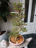 Satsuki Azalea Nishikie Bonsai 75cm, Tuin en Terras, Ophalen, Bloeit niet, Halfschaduw, Overige soorten