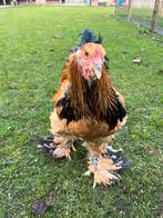 Brahma buff zwart Colombia, Dieren en Toebehoren, Pluimvee, Mannelijk, Kip