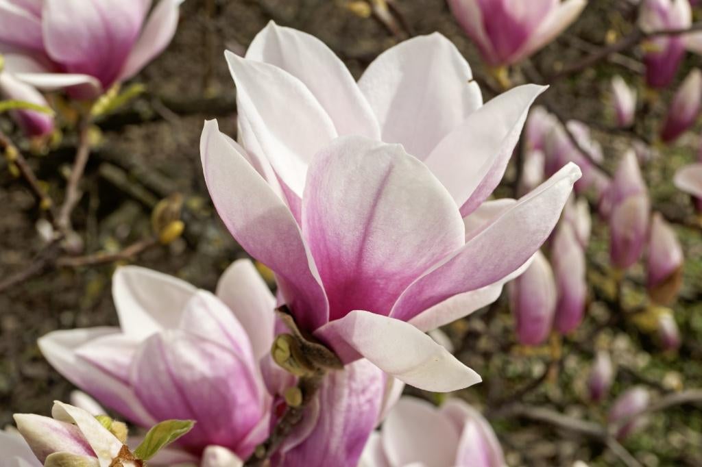 Magnolia Soulangeana op stam | Beverboom, Overige soorten, Lente, 100 tot 250 cm, Ophalen