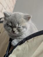 Brits Korthaar kittens, Meerdere dieren, Gechipt