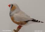 Maskergrijs zie omschrijving, Dieren en Toebehoren, Vogels | Overige Vogels, Meerdere dieren, Geringd