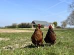 Jonge tamme Wyandotte kippen gesekst + ingeënt, Dieren en Toebehoren, Pluimvee, Vrouwelijk, Kip